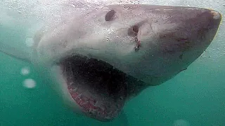 Scariest Shark Encounters
