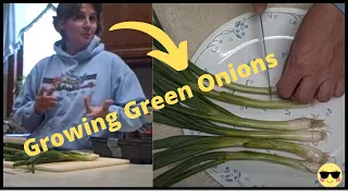 How to Grow Growing Green Onions Indoors - Easy Store Bought Onions