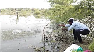 Awesome Fish Hunting 🎣🐟 BIG ROHU Fishing Fisher man single hook Best Fishing Video Krishna Village