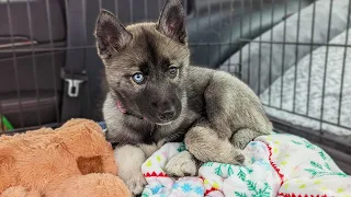 Our Dogs Meet the New Husky Puppy