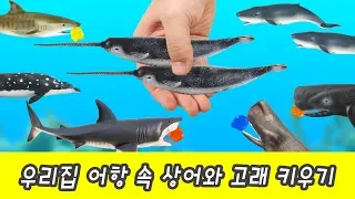 Let's raise sharks & whales! animals animation for kids, animal namesㅣCoCosToy