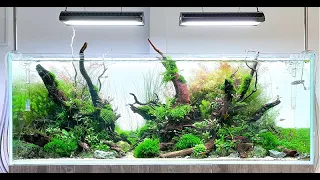 Big Aquascape Tutorial Step by Step, Our Largest Display, 150cm Planted Tank at Aquarium Gardens