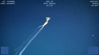 Multiple Bigfin Squid (Magnapinna) observations in the Great Australian Bight