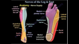 Nerves Of The Leg & Foot - Everything You Need To Know - Dr. Nabil Ebraheim