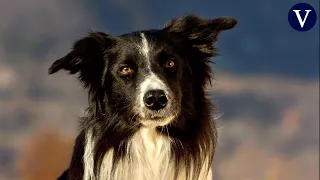 ¿Cuánto tiempo recuerda un perro a su dueño según la ciencia?