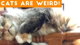 Cats are Weird | Silliest Cat Compilation 2018 | Funny Pet Videos