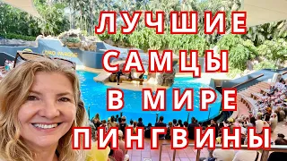 ЛУЧШИЕ САМЦЫ В МИРЕ ПИНГВИНЫ