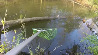 Huge Walleye Caught In Small Creek!