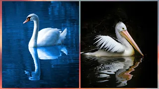 Pelican Vs Swan - Pelican & Swan difference @mijumuentertainment6303