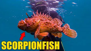 Spearfishing Croatia vs Spring Sea April & May Commentary 2023 4K 🇭🇷🎙️