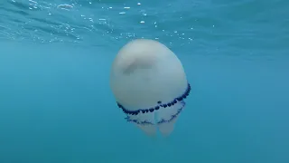 Barrel jellyfish (Rhizostoma pulmo). 4K video. 10.11.2018