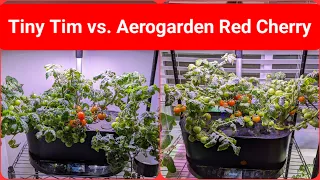 Tiny Tim vs. Aerogarden Red Cherry tomatoes - Are they same or different?