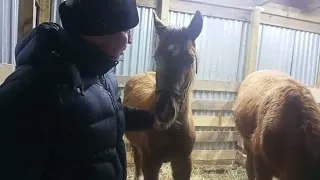 Дончаки в Оренбурге. Жеребчики учатся друг от друга отдавать ногу .