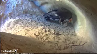 Condor Dad needs a peek, Mom feeds baby, parents snuggle 4-6-16