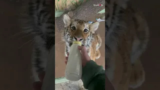 Cute tiger cub wholesomely sucks bottle of milk