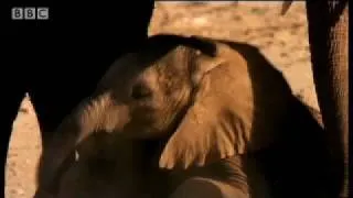 Desert elephant survival - Dune - BBC animals