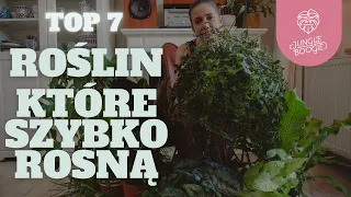 SZYBKO ROSNĄCE ROŚLINY - TOP 7 roślin domowych, które urosną duże i stworzą w domu dżunglę!