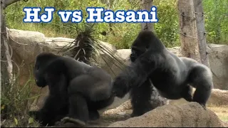 Gorilla 💎 Hasani and Hasani Jr 💎 chasing, throwing etc 💎 Los Angeles Zoo