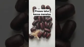 Begini proses telur kecoa menetas !!