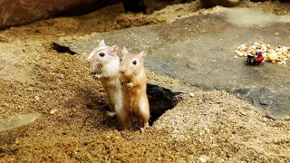 Cat Games | Cat TV | Video For Cats | adorable mouse digging burrows, squabble playing and squeaking