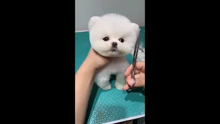 Pomeranian Grooming Teddy bear style