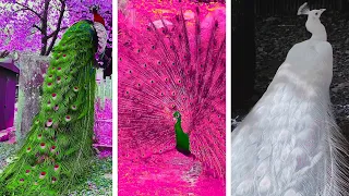 How Peacocks Flaunt Their Feathers: A Stunning Display of Beauty #18