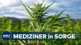 VERHEERENDE FOLGEN: Experten warnen vor den gesundheitlichen Gefahren der Cannabis-Legalisierung