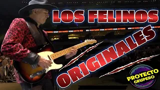 LOS FELINOS ORIGINALES VS LOS FELINOS PIRATAS