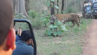 zari gate tadoba🐆🐆