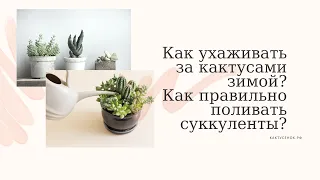 Как ухаживать за кактусами зимой? Как правильно поливать суккуленты?