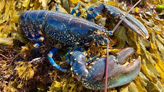 Coastal Foraging and Rockpooling - Lobsters, Crabs, Fish and Seaweeds with Beach Cookup