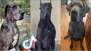 Great Dane Compilation 2 |