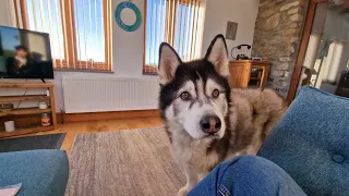 Old Husky Slips And Refuses To Eat So We Made A Deal