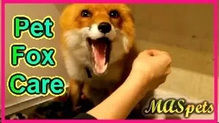 How To Prepare for a Pet Fox!