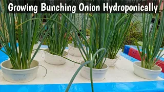 Cara menanam Daun bawang secara hidroponik Sumbu || Growing Bunching Onion