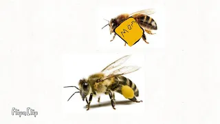 Ты пчела я пчелавод а я спи**ил мёд/меме