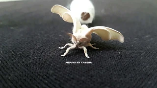Fluffy Story of a SUPER Butterfly Laying 1000 eggs an HOUR | Pet Moth Hatching | Cocoon hatchback