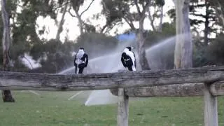 Australian magpies (Австралийская сорока)