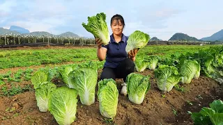 Harvesting Napa Cabbage Goes To Market Sell - Cook cabbage rolls with meat | New Free Bushcraft