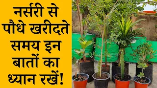 नर्सरी से पौधे खरीदते समय इन बातों का ध्यान रखें ! Things to keep in mind while buying plants Hindi