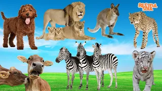 Cute Little Animals Making Funny Sounds: Dog, Lion, Tiger, Cow, Zebra - Animal Paradise