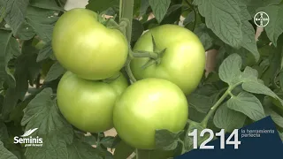 Experiencias en cultivos de tomate 1214 de Seminis | Sin Estrío | Uniformidad |