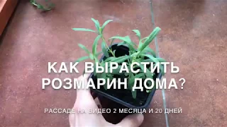 Как вырастить рассаду РОЗМАРИНА в домашних условиях?