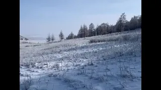 Волк в капкане Тайга 3 Краб. Видео Родиона, Хакасия. Сезон 2022-23 гг.