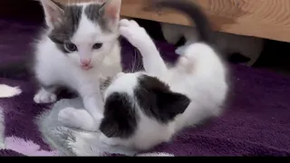 Cute Kittens Fighting #rescuecat #catlover #cat