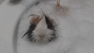 Guinea pig: Bath time! Funny animals. Купание морской свинки