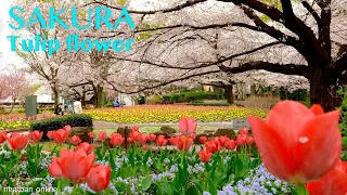 Tulip flower and Cherry blossom in Saitama 【大宮花の丘】| 4K Japan Walk | #explorejapan  #japan   #4k