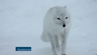 The Arctic fox, also known as the white fox, polar fox, or snow fox, is a small fox