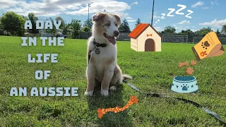 Australian Shepherd Puppy | Daily Routine