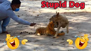 Top Prank Video 2021: Fake Tiger Vs Stupid Dog _ Dogs Prank Very Funny With Surprise Scary Reaction